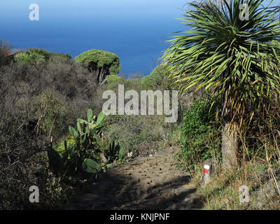 Un tipico paesaggio con dragon di alberi, palme e cactus in prossimità di Las Tricias nel nord dell'isola di La Palma nelle Isole Canarie, con l'Oceano Atlantico in background, raffigurato su 20.11.2017. | Utilizzo di tutto il mondo Foto Stock