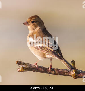 Norfolk, Inghilterra, Regno Unito. 12 Dic, 2017. Una femmina (fringuello Fringilla coelebs) alimentazione in condizioni di congelamento in un giardino di Norfolk. Credito: Tim Oram/Alamy Live News Foto Stock