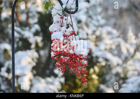 Winter Wonderland Foto Stock