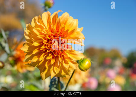 Close up di orange Fiore Dahlia come immagine di sfondo in un parco contro il cielo blu Foto Stock