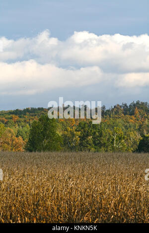 Un campo di grano sotto il cielo blu e nuvole in autunno (Kentucky, Stati Uniti d'America) Foto Stock