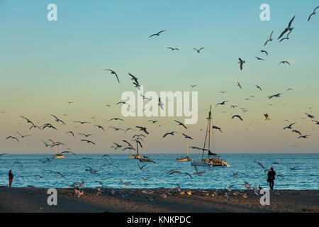 Seascape fetta di vita lungo la spiaggia di Santa Barbara in California. Gabbiani volano selvaggiamente mentre barche a vela e catamarano rimanga inutilizzata nell'oceano tranquillo w Foto Stock