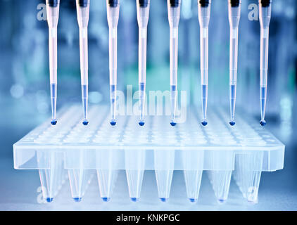 I campioni di DNA vengono caricati a 96 pozzetti per analisi PCR Foto Stock