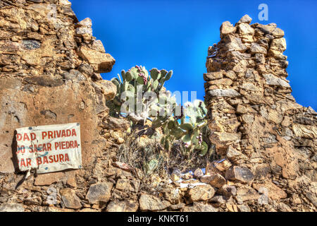 Cactus in Messico Foto Stock