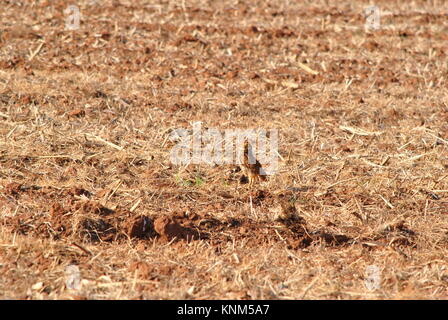 il gufo attento che cosa accade Foto Stock