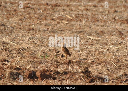 il gufo attento che cosa accade Foto Stock