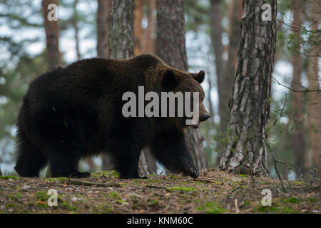 Eurasian orso bruno / Braunbaer ( Ursus arctos ), forte e potente, cammina lentamente attraverso una foresta boreale su di un piccolo colle, l'Europa. Foto Stock