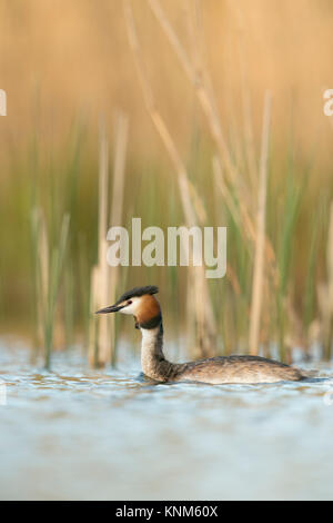 Svasso maggiore / Haubentaucher ( Podiceps cristatus ) nuoto nella parte anteriore di canne, tipico, caratteristico circostante, bella luce, la fauna selvatica Foto Stock