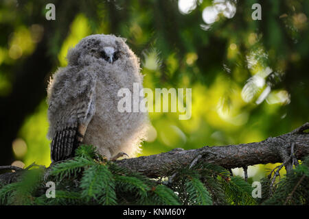 Gufo comune / Waldohreule ( Asio otus ), funny uccellino, giovani moulting pulcino, appollaiato in un albero, riposo, dormire, sembra divertente, la fauna selvatica, Europa Foto Stock