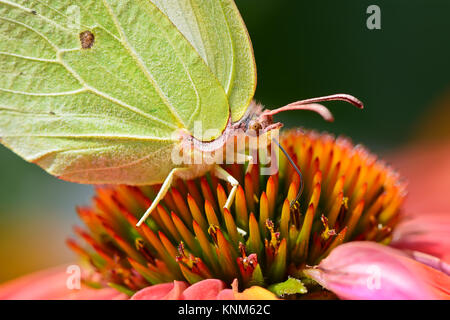 Un giallo Brimstone butterfly, Gonepteryx rhamni, alimentazione su un fiore, da vicino con il suo occhio e proboscide. Foto Stock