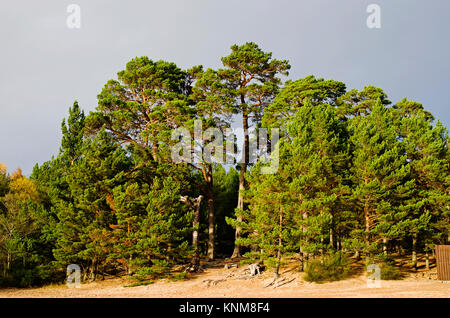 Un cavalletto di pino silvestre crescente sul bordo della spiaggia di sabbia a Loch Morlich, Cairngorms National Park vicino a Aviemore, Highlands scozzesi, Scotland Regno Unito Foto Stock