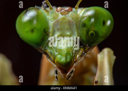 Verde mantide religiosa in stretta fino foto macro. Foto Stock