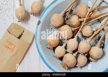 La raccolta di semi di papavero (Papaver somniferum), da seme essiccato teste per lo storage in buste durante l'inverno, REGNO UNITO Foto Stock