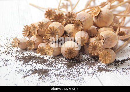Salvataggio del seme di papavero. Raccolta di semi da teste di papavero secco fiore di Papaver sniferum Foto Stock