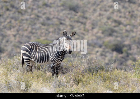 Mountain Zebra (Equus zebra) in piedi nella prateria, Mountain Zebra National Park, Sud Africa Foto Stock