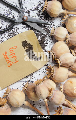 La raccolta di semi di papavero (Papaver somniferum), da seme essiccato teste per lo storage in buste durante l'inverno, REGNO UNITO Foto Stock