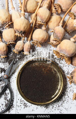 Salvataggio del seme di papavero. Raccolta di semi da teste di papavero secco fiore di Papaver sniferum Foto Stock