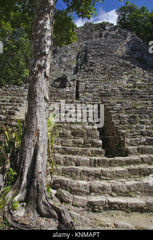 Coba, piramide la Iglesia, Quintana Roo, Messico Foto Stock