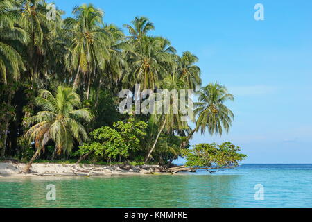 Lussureggiante tropicale lungomare con palme e alberi di mandorle, il mare dei Caraibi, Bocas del Toro, Panama America Centrale Foto Stock