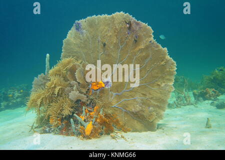 Soft Coral venus ventola, Gorgonia flabellum, subacquea su un fondale sabbioso nel mar dei Caraibi, Cuba Foto Stock