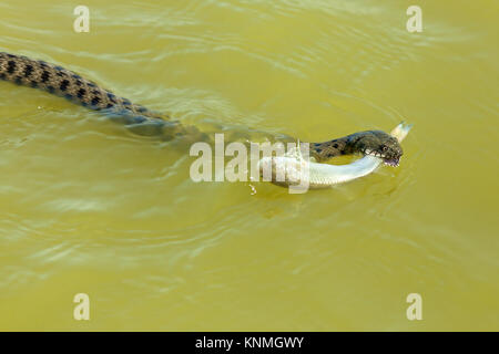 Il serpente mangia pesce. La caccia di serpente pesce in acqua, il serpente si ritiene che le catture di pesce e vuole mangiare Foto Stock