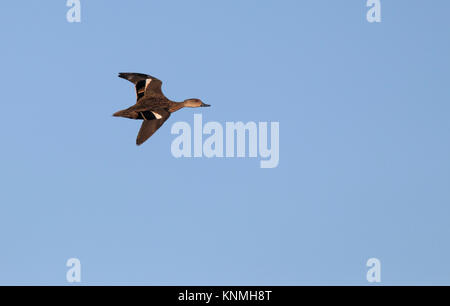 Una femmina Chestnut Teal, Anas castanea, in volo con il blu del cielo di sfondo e spazio di copia Foto Stock