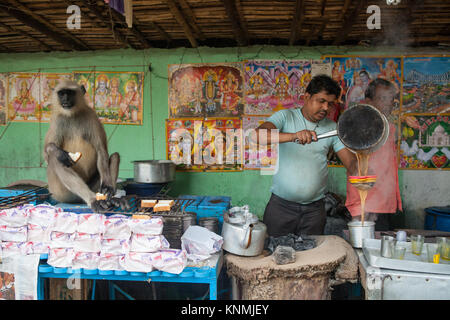 Fornitore di Chai versando il tè in una tazza con il grigio di una scimmia Langur come un cliente in Asansol, India Foto Stock