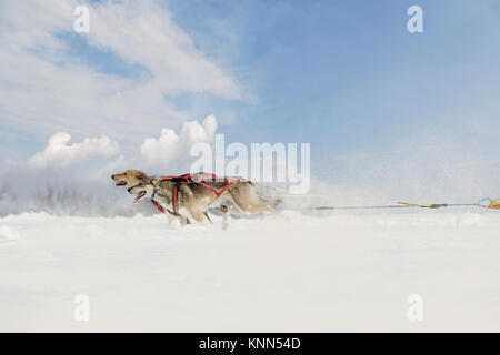 Coppia di piste di cani husky sleigh imbrigliato paesaggio invernale in una giornata di sole. Foto Stock