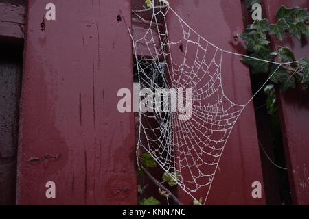 Spiderweb al freddo e al gelo Foto Stock