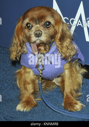 2017 Humane Society Evento in NYC dotate: Guest dove: la città di New York, New York, Stati Uniti quando: 11 Nov 2017 Credit: Patricia Schlein/WENN.com Foto Stock