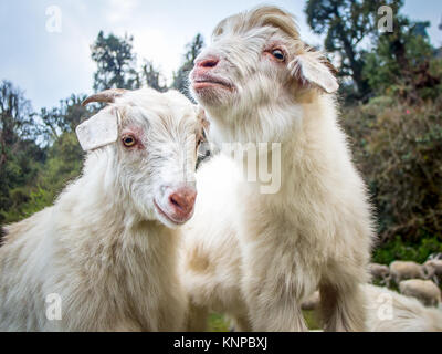 Due capre bianche con bosco selvatico sullo sfondo. Concetto di amore e tenerezza. La foto è stata scattata in Nepal montagne. Foto Stock