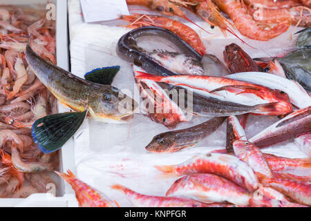 Colorata scelta di pesce in un mercato di Palermo, Sicilia, Italia Foto Stock