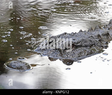 Il coccodrillo americano ha due insiemi di palpebre e si trova solo nel sud del STATI UNITI D'AMERICA Foto Stock