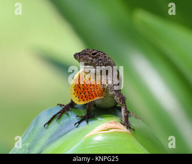 Brown Anole lizard mostra della giogaia colorati Foto Stock