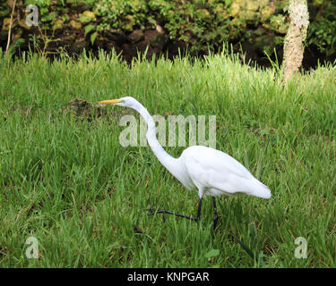 Airone bianco maggiore (Ardea alba) camminando attraverso l'erba Foto Stock