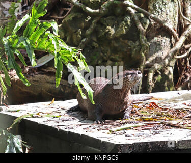 Nord America Lontra di fiume (Lutra canadensis) appoggiato su un dock in legno Foto Stock