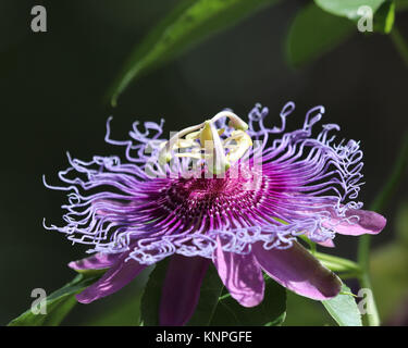 Viola (Passiflora Passiflora incarnata) viene anche chiamato Maypop, selvaggia passione vite selvatica di albicocca e di passiflora Foto Stock