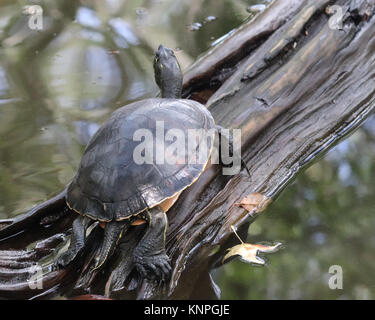 A becco giallo slider turtle salendo su una coda di log out Foto Stock