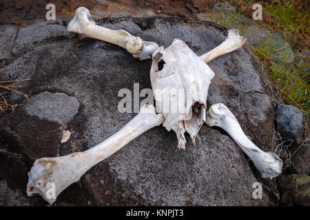 Cavallo Teschio e Ossa sull'isola di pasqua Foto Stock