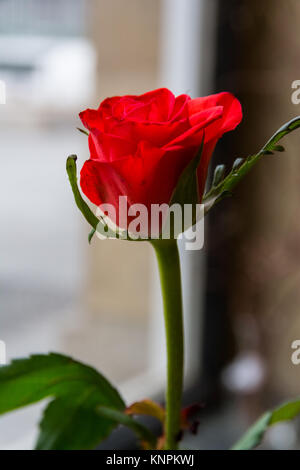 Unico piccolo Rose Closeup Bud petali foglie verde permanente dello stelo Cafe vaso in interni Foto Stock