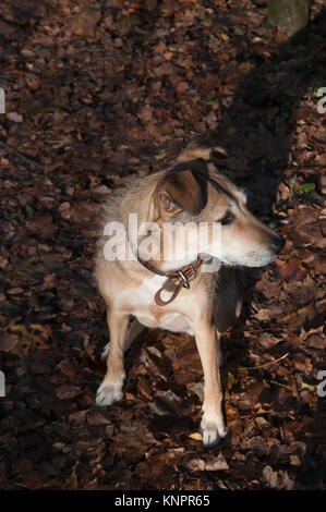 Il mio cane in un parco di autunno Foto Stock