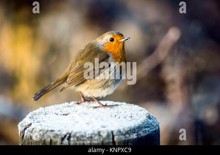 Un Robin su una coperta di brina post a Fairburn Ings RSPB Riserva Naturale nello Yorkshire, come la Gran Bretagna ha avuto la sua notte più freddi dell'anno con vaste aree del paese che cadono al di sotto di congelamento - con ai -13 °C (8.6F) registrate nello Shropshire. Foto Stock