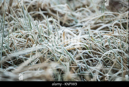 La brina sulla terra in Fairburn Ings RSPB Riserva Naturale nello Yorkshire, come la Gran Bretagna ha avuto la sua notte più freddi dell'anno con vaste aree del paese che cadono al di sotto di congelamento - con ai -13 °C (8.6F) registrate nello Shropshire. Foto Stock