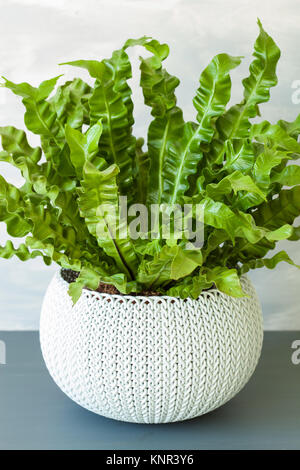 Houseplant Asplenium nidus in pentola bianco Foto Stock