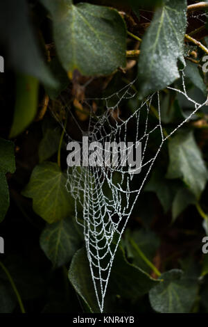 Spider Web nascosti tra i cespugli Foto Stock