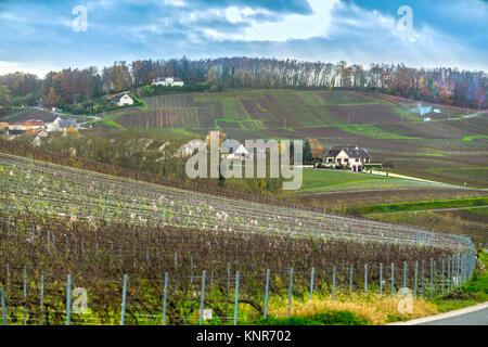 Vigneti Champagne nel villaggio di Moussy, Epernay, Marne, regione di Champagne, Francia Foto Stock