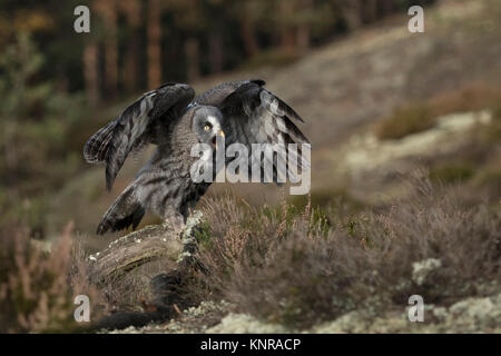 Grande Gufo grigio / Bartkauz ( Strix nebulosa ) arroccato su una pace di legno in una radura in mezzo a boschi boreale, uscito, sbattimenti ali, chiamando, E Foto Stock