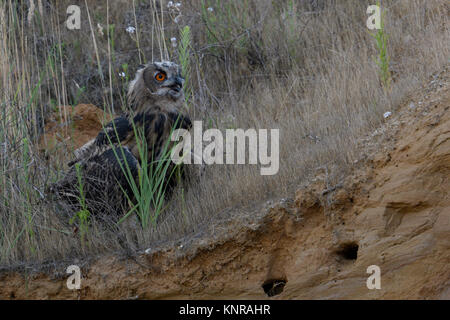 Gufo reale / Europaeischer Uhu ( Bubo bubo ), giovani bird, appollaiato betweengrass in pendenza di una cava di ghiaia, chiamando, gracchiare, fauna selvatica, Europa Foto Stock