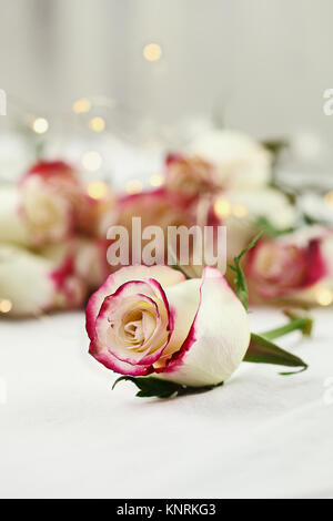 Gambo lungo rose bianche e rosse e bambinos respiro con luce di fata bokeh in background. Profondità di campo con il fuoco selettivo sul fiore in avanti Foto Stock