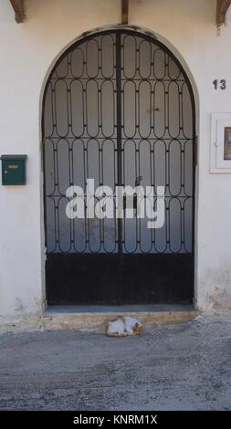 Lo zenzero cat con pesanti spotting bianco arricciato davanti ad un cancello in colline sopra la città di Zante, Zante. Foto Stock